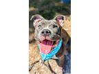 Adopt Sky a Gray/Blue/Silver/Salt & Pepper Mixed Breed (Large) / Mixed dog in