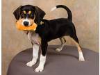 Adopt Lucy Lou a Tricolor (Tan/Brown & Black & White) Beagle / Greater Swiss