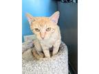 Adopt Stassi a Orange or Red Domestic Shorthair / Domestic Shorthair / Mixed cat