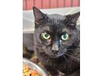 Adopt Coco a All Black Domestic Shorthair / Domestic Shorthair / Mixed cat in