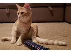 Adopt Claudius a Orange or Red Tabby Domestic Shorthair / Mixed (short coat) cat