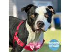 Adopt Eleanor a Black American Pit Bull Terrier / Mixed dog in Sacramento