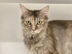 Adopt Lily a Gray or Blue Domestic Mediumhair / Domestic Shorthair / Mixed cat