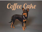 Adopt Coffee Cake a Black Shepherd (Unknown Type) / Mixed dog in Fresno