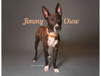 Adopt Jimmy Chew a Black Shepherd (Unknown Type) / American Pit Bull Terrier /