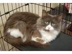 Adopt Fluffy a Gray or Blue Domestic Mediumhair / Domestic Shorthair / Mixed cat
