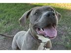 Adopt Darwin a Gray/Blue/Silver/Salt & Pepper Mixed Breed (Large) / Mixed dog in