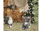 Adopt BIG BOY, CALI AND GRAY a Gray or Blue Domestic Longhair / Mixed cat in