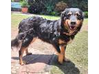 Adopt Cassie a Black - with Tan, Yellow or Fawn Hovawart / Mixed dog in Walnut