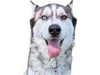 Adopt Sora a White Alaskan Malamute / Mixed dog in Reno, NV (38775977)