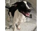 Adopt Julie a Black Hound (Unknown Type) / Mixed dog in Carrollton