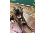 Adopt Mocha (Poe) a Brown/Chocolate American Pit Bull Terrier / Mixed dog in