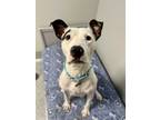 Adopt Bobbi a White - with Black Terrier (Unknown Type, Medium) / Mixed Breed