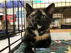 Adopt Cleo a Tortoiseshell Domestic Shorthair / Mixed (short coat) cat in