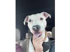 Adopt Madeline a White Mixed Breed (Medium) / Mixed dog in Hamilton