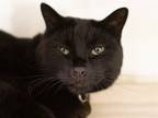 Adopt MALAM a All Black Domestic Mediumhair / Mixed (medium coat) cat in Denver