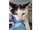 Adopt Hugh a Domestic Shorthair (short coat) cat in Fort Walton Beach