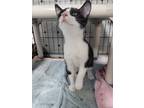 Adopt Honor a Domestic Shorthair (short coat) cat in Fort Walton Beach
