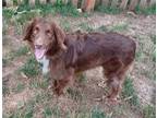 Adopt Carrie a Red/Golden/Orange/Chestnut - with White Australian Shepherd /