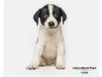 Adopt Sven a Border Collie / Mixed dog in Mcclellanville, SC (38892693)