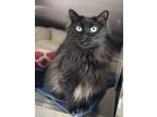 Adopt Jacina a Domestic Mediumhair / Mixed (long coat) cat in Heber