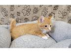 Adopt Hamilton a Orange or Red Tabby Domestic Shorthair / Mixed (short coat) cat