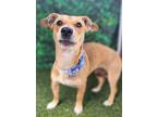 Adopt Yapper a Tan/Yellow/Fawn Corgi / Mixed dog in Phoenix, AZ (38815740)