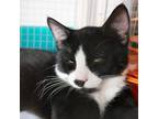 Adopt Lark a Black & White or Tuxedo Domestic Shorthair / Mixed (short coat) cat