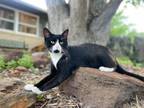 Adopt Tobias a Black & White or Tuxedo Domestic Shorthair / Mixed (short coat)