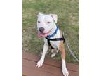 Adopt Snickers 123 a Tan/Yellow/Fawn American Pit Bull Terrier / Mixed dog in