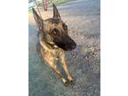 Adopt Maize - located in South Texas a Brindle Dutch Shepherd / Belgian Malinois
