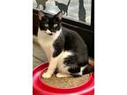 Adopt Eloise a Domestic Shorthair / Mixed (short coat) cat in Alpharetta
