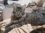 Adopt Jordan a Brown or Chocolate Domestic Mediumhair / Mixed cat in Spring