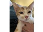 Adopt Bennett a Orange or Red (Mostly) Domestic Shorthair / Mixed (short coat)