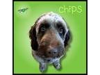 Adopt Chips a Goldendoodle