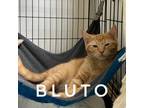 Adopt Bluto a Domestic Shorthair / Mixed (short coat) cat in Rome, GA (38851444)