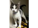 Adopt Figaro a Domestic Shorthair / Mixed (short coat) cat in Tiffin