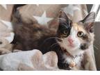 Adopt Buttercup a Calico or Dilute Calico Domestic Mediumhair / Mixed cat in Los
