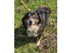 Adopt Lucy a Australian Shepherd