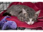 Adopt Nathan (FCID# 07/13/2023 - 22) a Gray, Blue or Silver Tabby Domestic