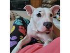Adopt Sydney a White American Staffordshire Terrier / Mixed dog in Vienna