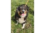 Adopt Luna a Australian Shepherd