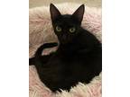 Adopt Licorice (Texas Only) a All Black Domestic Shorthair / Mixed cat in