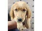 Adopt Lamb a Golden Retriever