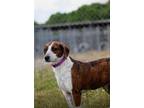 Adopt Beauty a Brown/Chocolate - with White Beagle / Feist / Mixed dog in