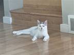 Adopt Karma a Domestic Shorthair / Mixed cat in Salt Lake City, UT (38804725)