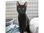 Adopt Rylee a Domestic Shorthair / Mixed (short coat) cat in Ewing