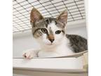 Adopt Anissa a Domestic Shorthair / Mixed (short coat) cat in Ewing
