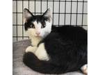 Adopt Olivia a Domestic Shorthair / Mixed (short coat) cat in Ewing
