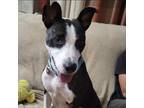 Adopt Chancer (mom) a Brindle Border Collie / Mixed dog in St.